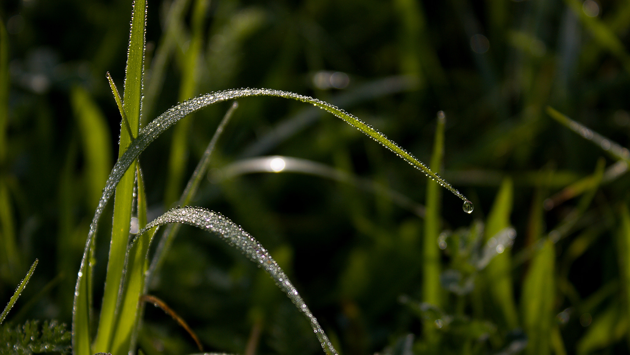 18.00 - 55.00 mm sample photo. Morning dew in sunlight photography