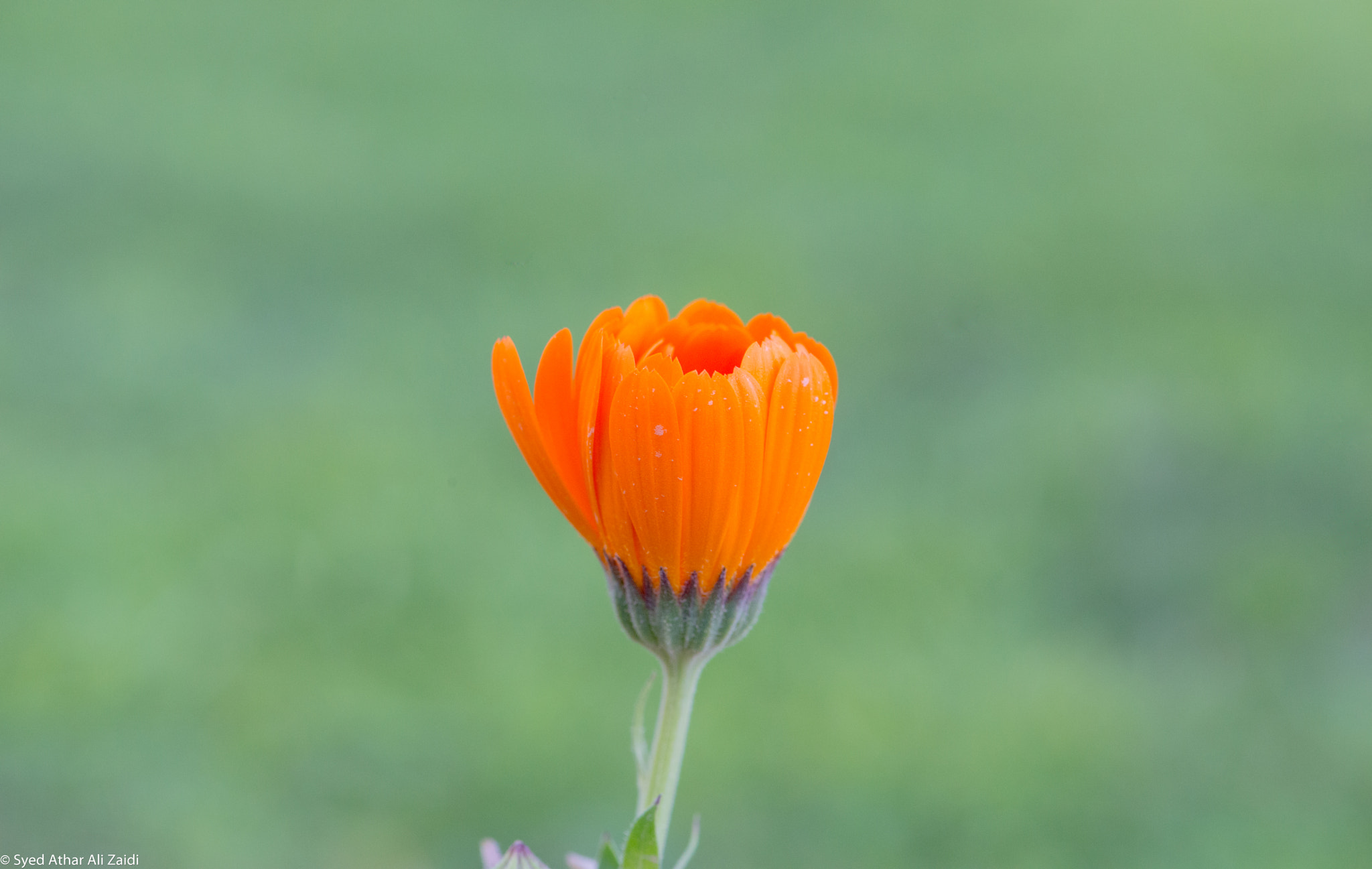 Nikon AF-S Micro-Nikkor 105mm F2.8G IF-ED VR sample photo. Orange photography