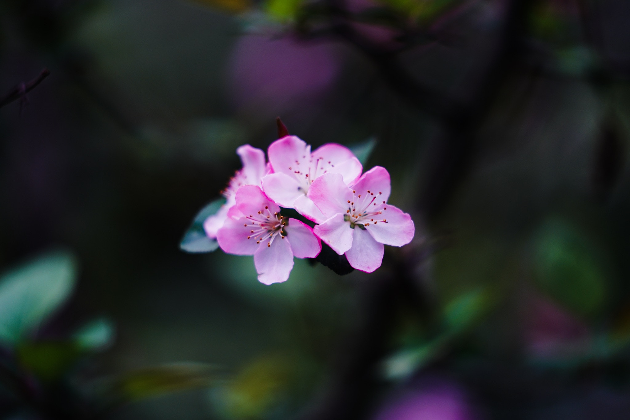 Sony a7R II + Sony FE 70-200mm F2.8 GM OSS sample photo. Spring flower 2017 photography