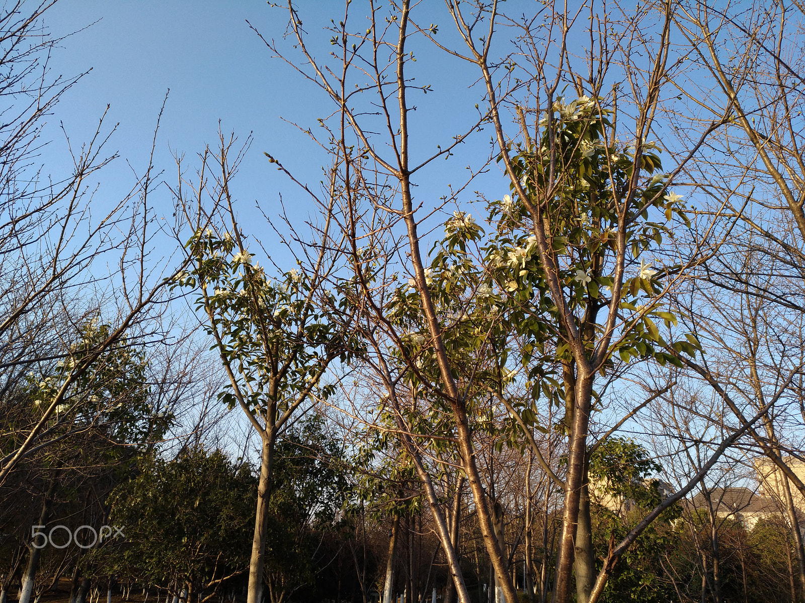 ASUS ZenFone 3 (ZE552KL) sample photo. Flowers on trees photography