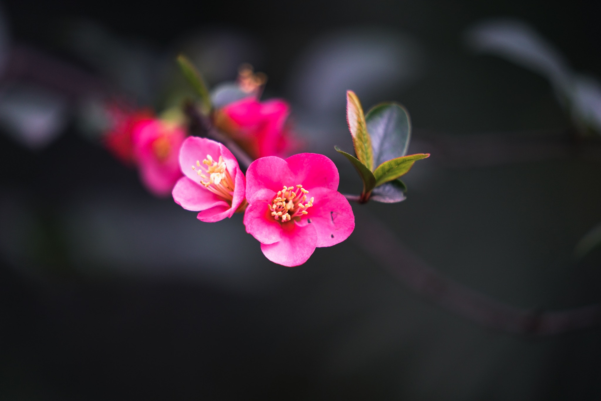 Sony a7R II + Sony FE 70-200mm F2.8 GM OSS sample photo. Spring flower 01 photography