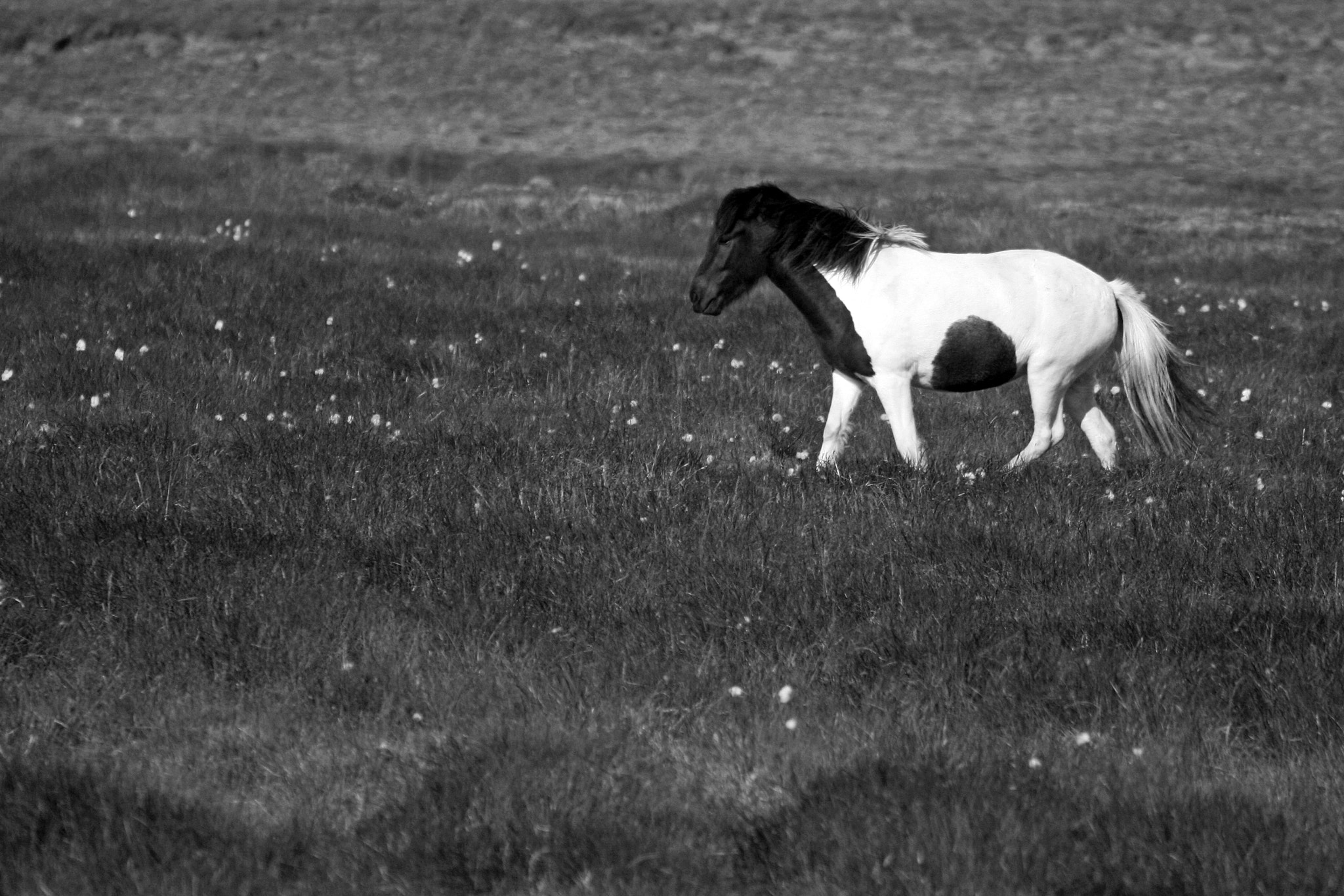 Canon EOS 400D (EOS Digital Rebel XTi / EOS Kiss Digital X) + Canon EF 70-300mm F4.5-5.6 DO IS USM sample photo. Lonely horse ii photography