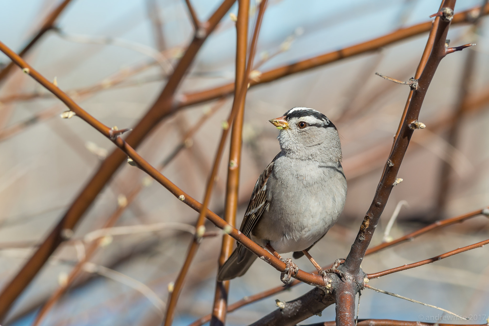 Nikon D800 + Nikon AF-S Nikkor 300mm F2.8G ED VR II sample photo. White-crowned sparrow photography