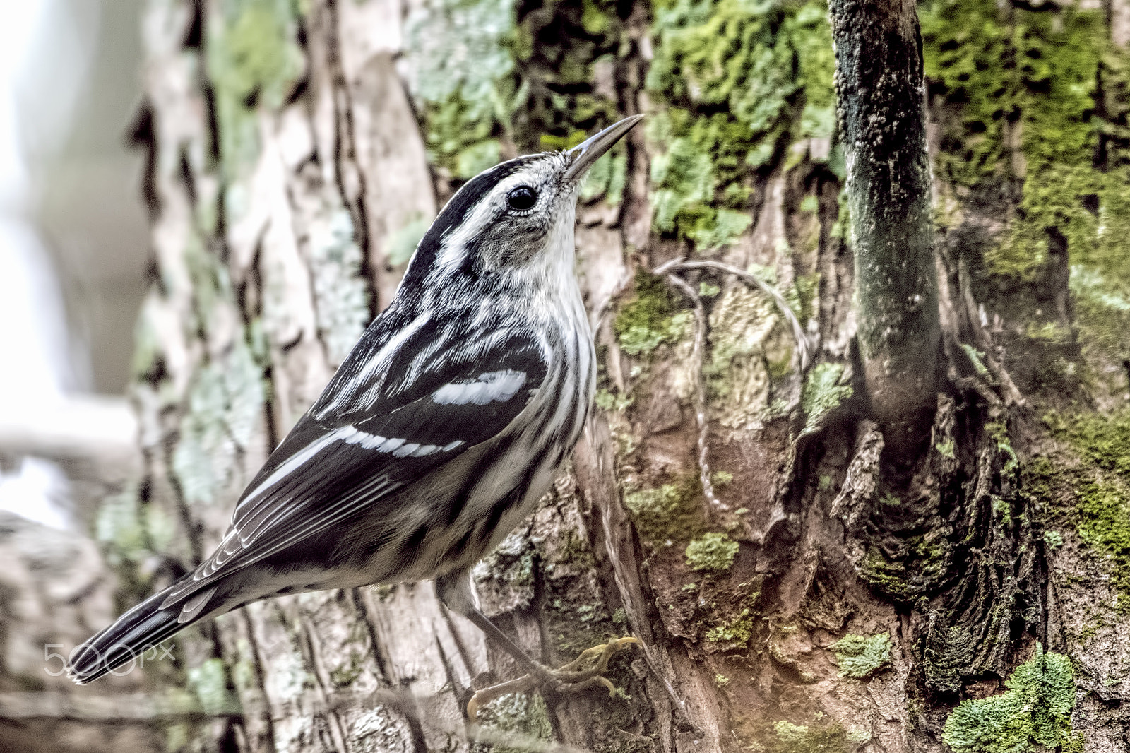 Nikon D810 sample photo. Warbler photography