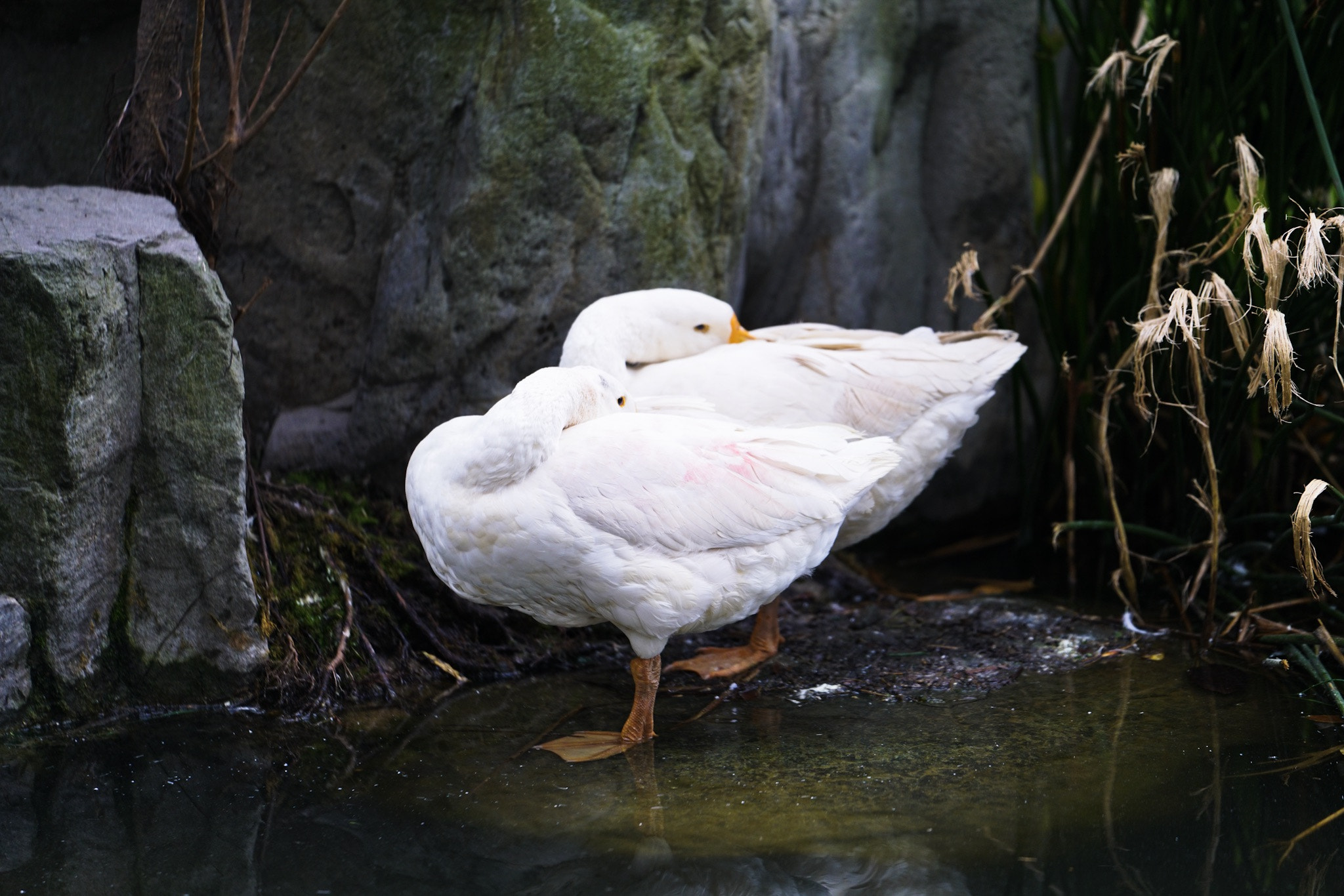 Sony a7R II + Sony FE 70-200mm F2.8 GM OSS sample photo. The sleeping swan photography