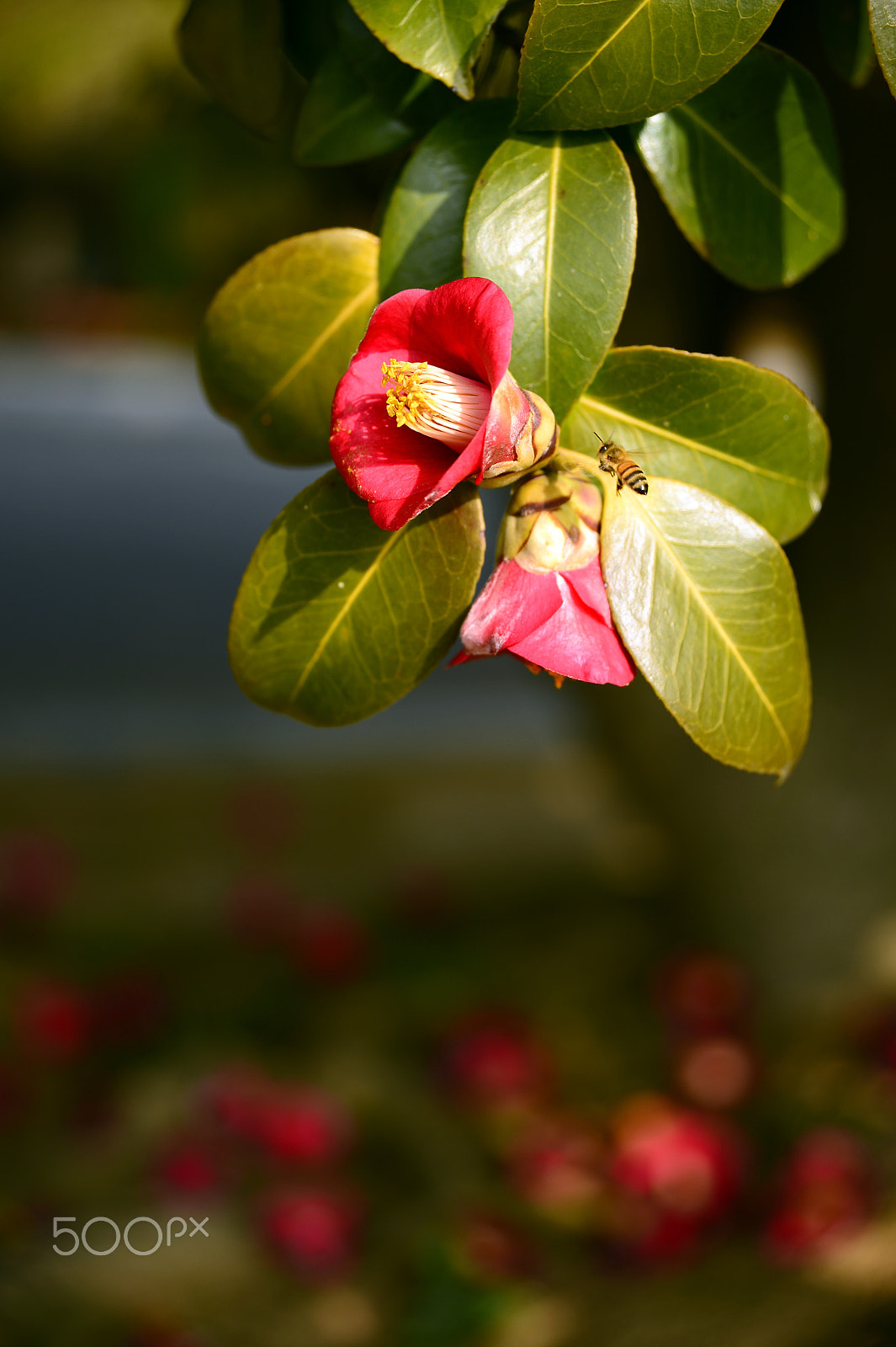 Nikon AF Nikkor 24-85mm F2.8-4D IF sample photo. Camellia and bee photography