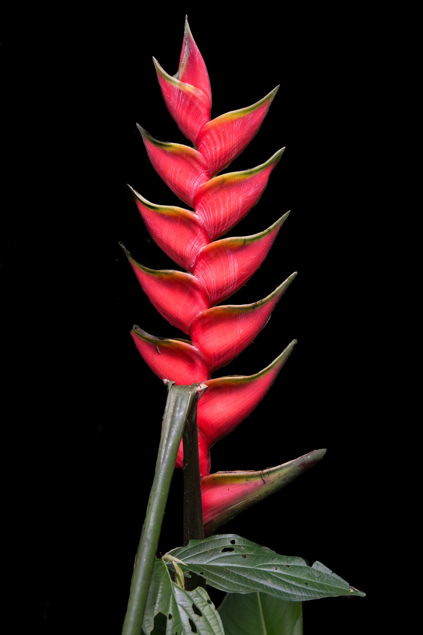 Sony a99 II + Tamron SP 24-70mm F2.8 Di VC USD sample photo. This heliconie was shot in the tropical rainforest ... photography