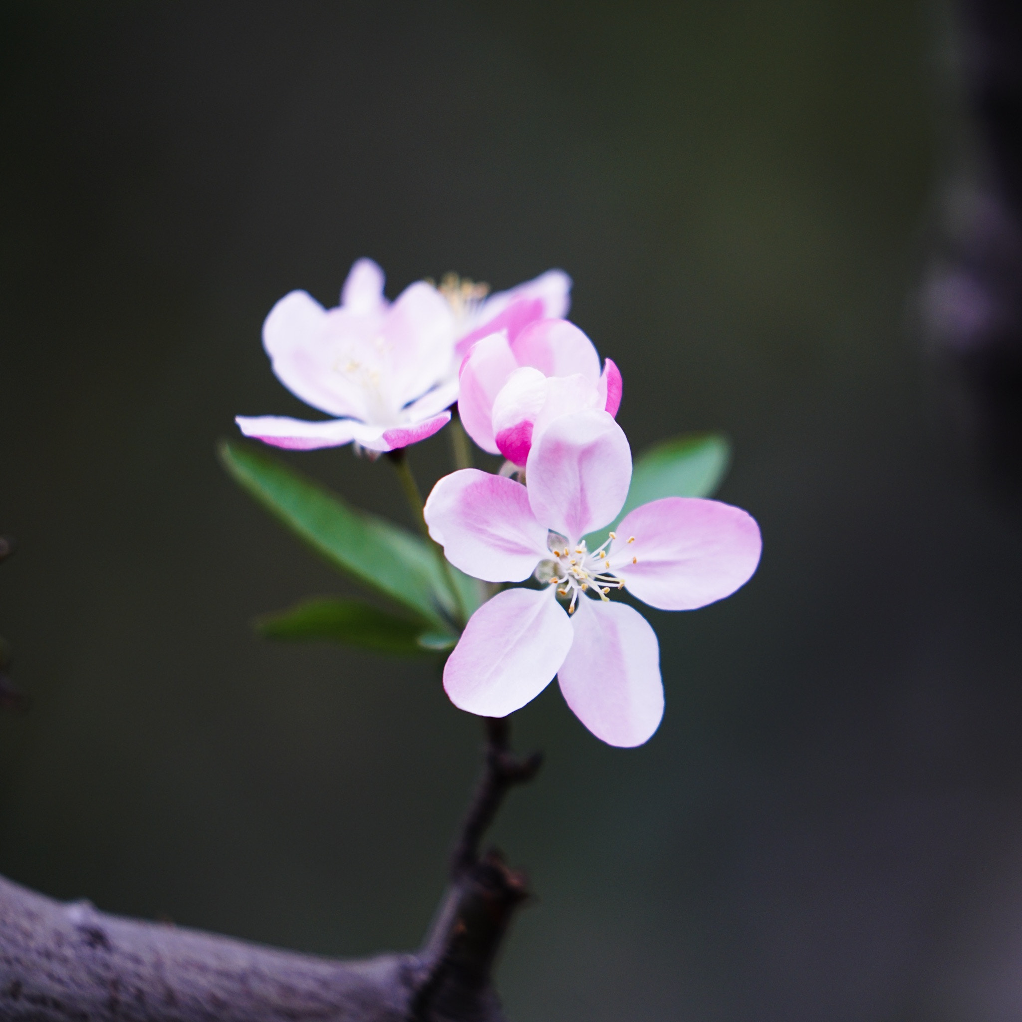 Sony a7R II + Sony FE 70-200mm F2.8 GM OSS sample photo. Spring flower 02 photography