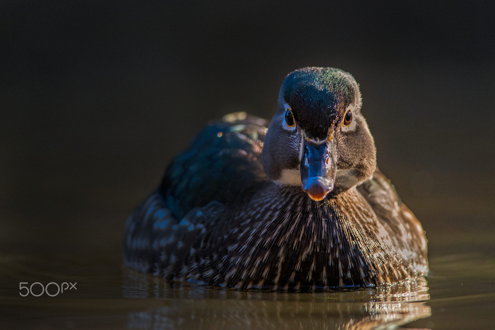 Nikon D800E + Nikon AF-S Nikkor 300mm F4D ED-IF sample photo. Wood duck drama photography