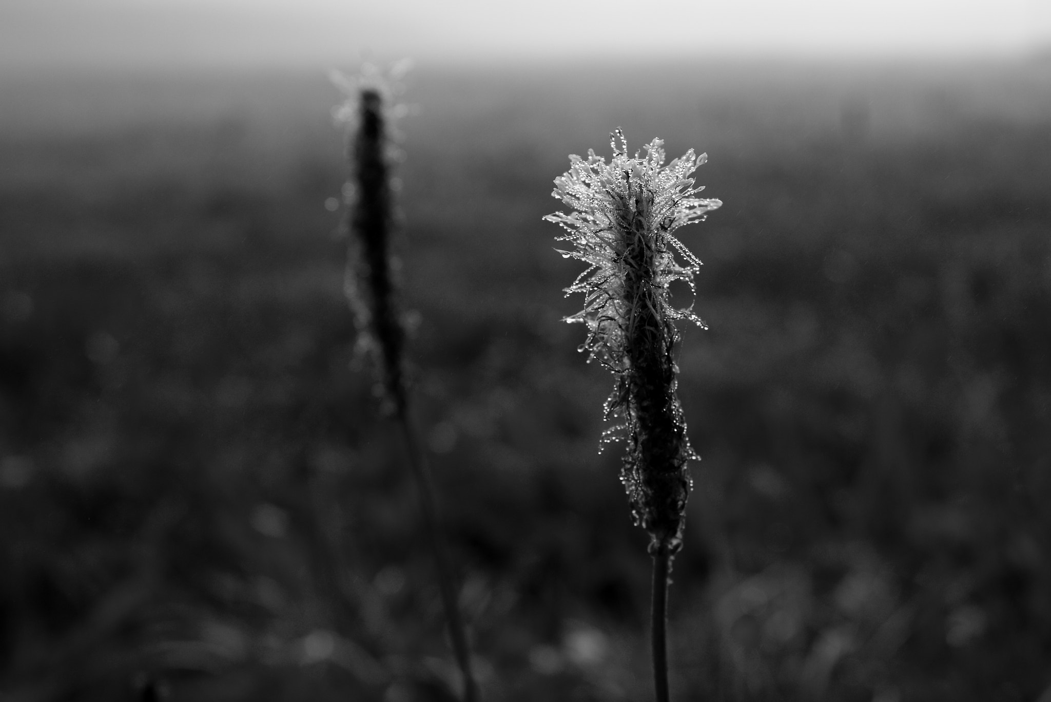 18.00 - 55.00 mm sample photo. Broadleaf plantain in morning dew photography