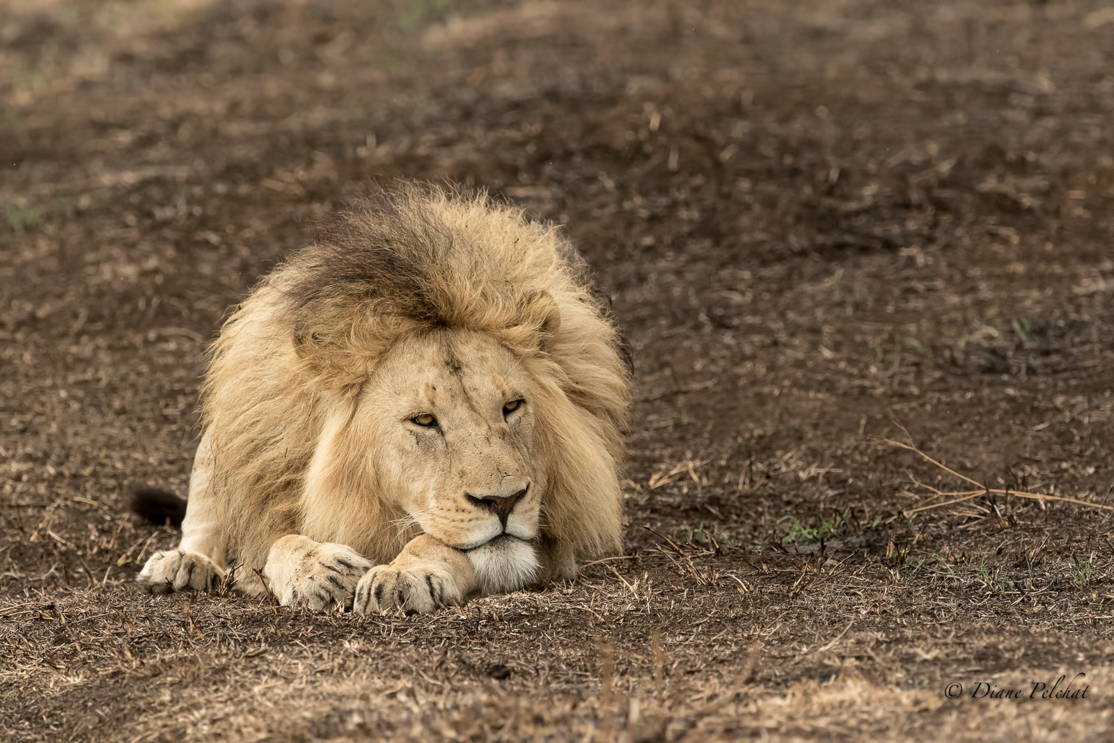 Canon EOS 7D Mark II + Canon EF 300mm F2.8L IS II USM sample photo. Rest and vigilance photography