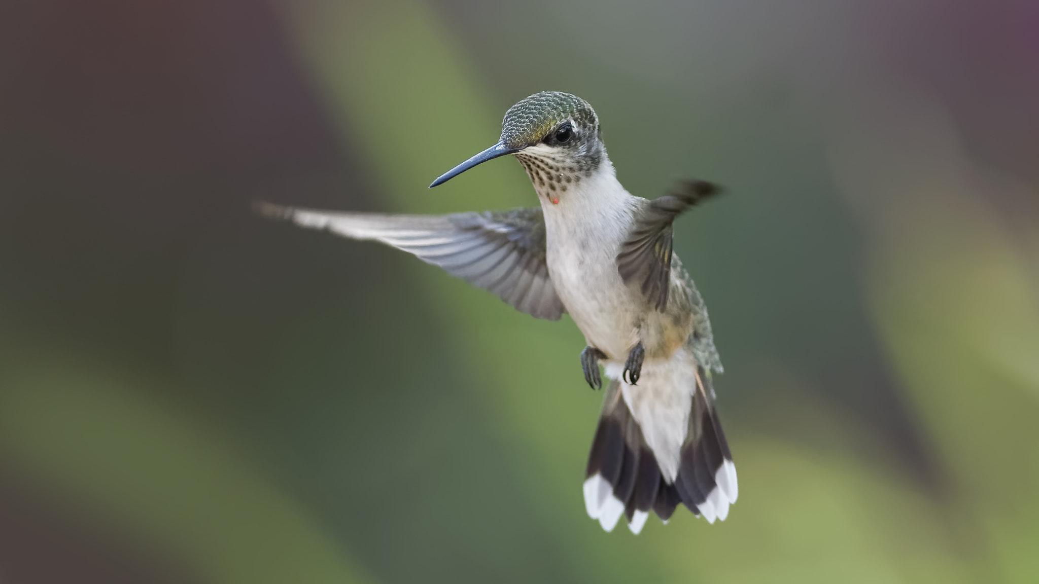 Nikon AF-S Nikkor 24-70mm F2.8G ED sample photo. A joy to watch photography