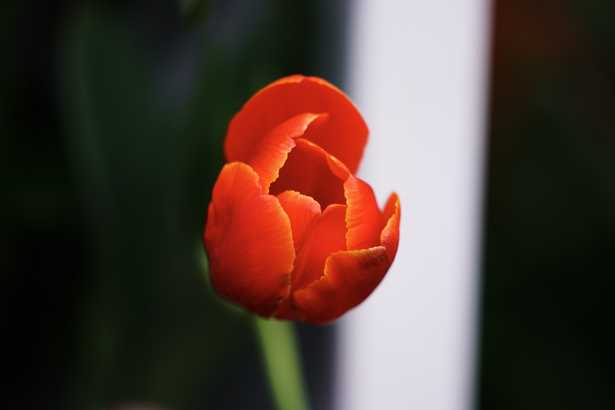 Sony a7R II sample photo. Tulip photography