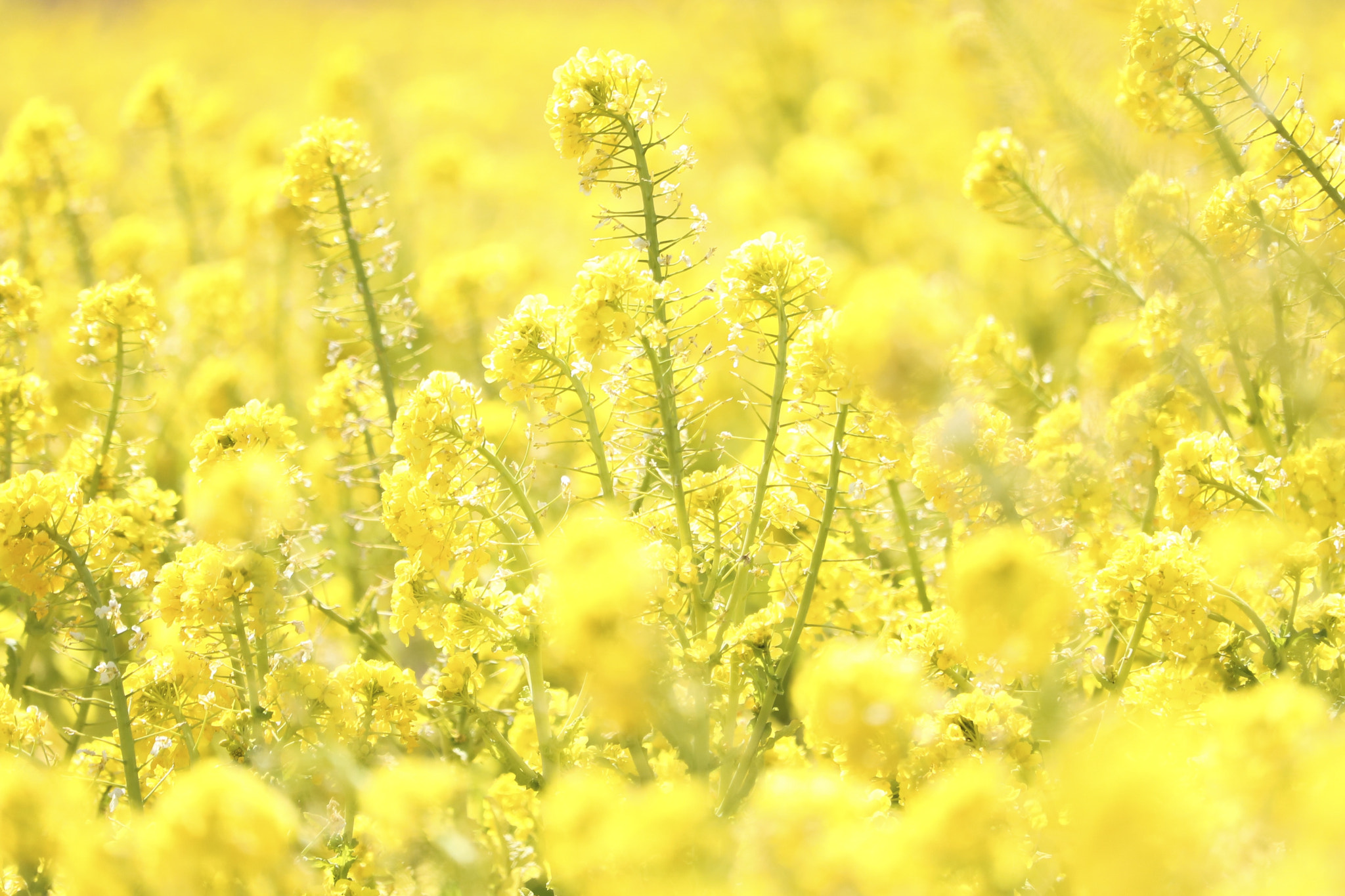 Canon EOS 760D (EOS Rebel T6s / EOS 8000D) + Canon EF-S 55-250mm F4-5.6 IS STM sample photo. Rape blossoms photography