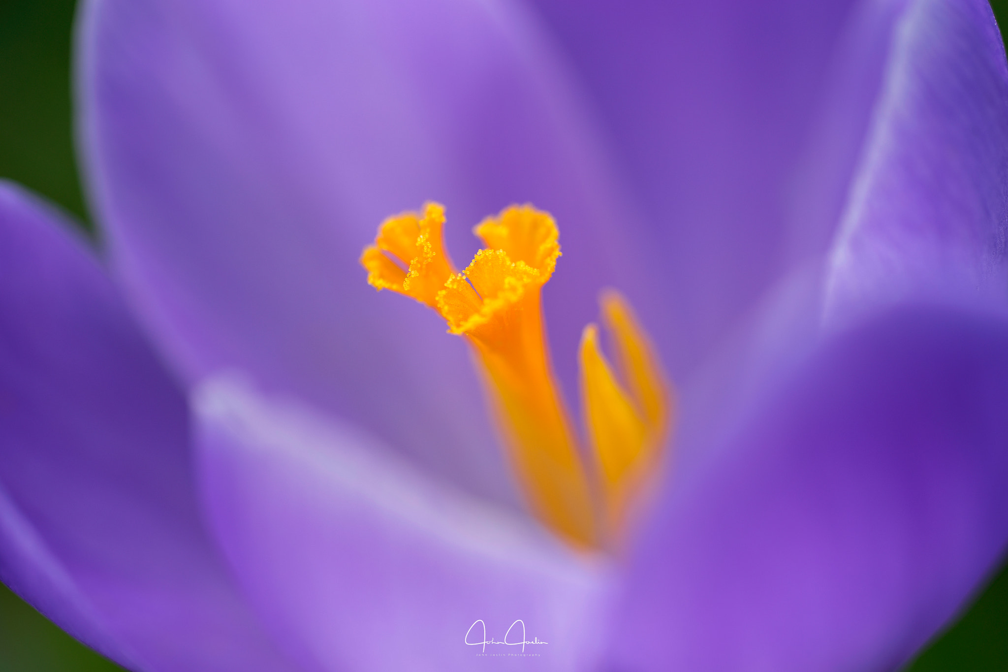 Sony a7 sample photo. Crocus photography