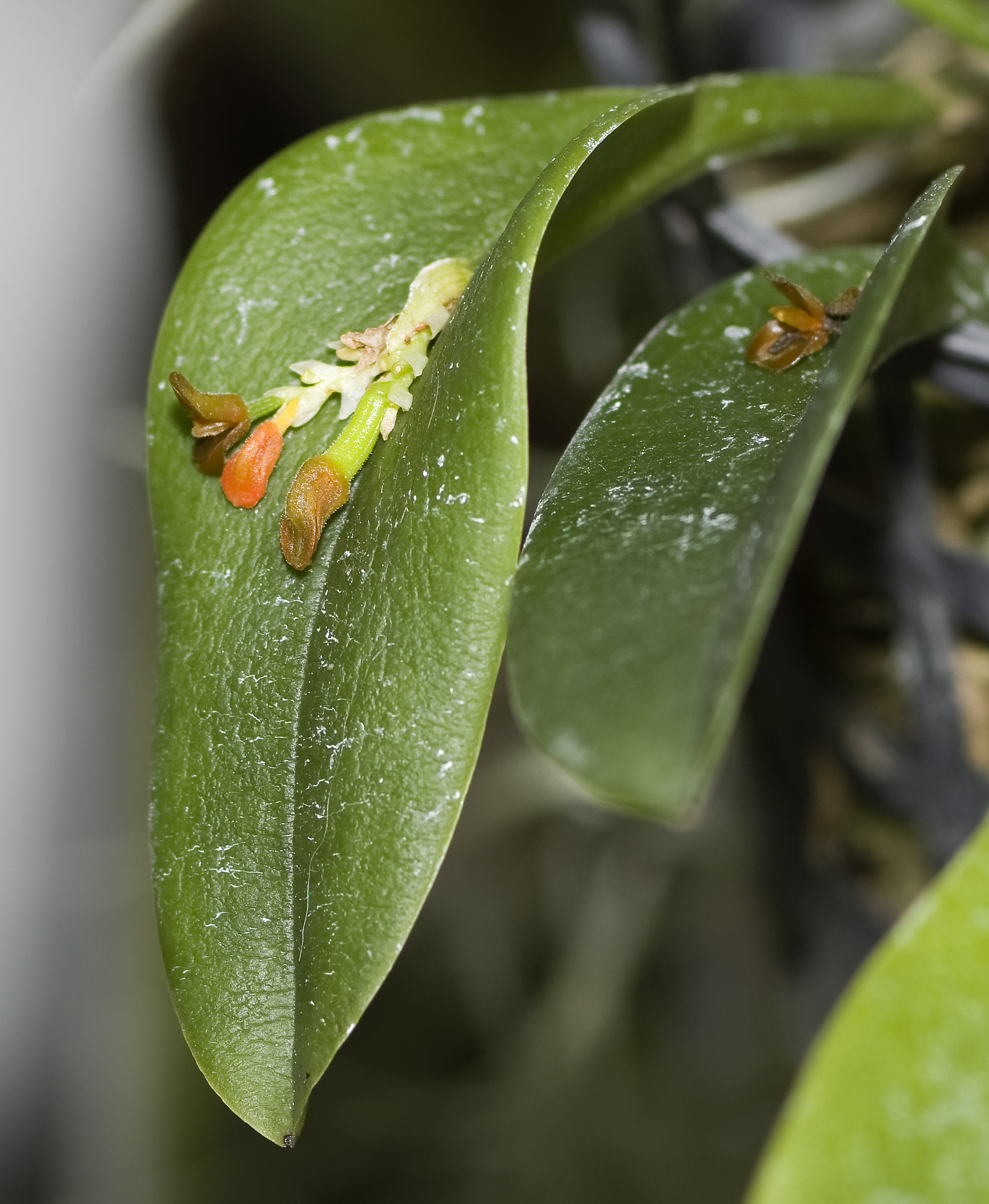 Nikon D7100 + AF Zoom-Nikkor 35-70mm f/2.8 sample photo. Acianthera circumplexa photography