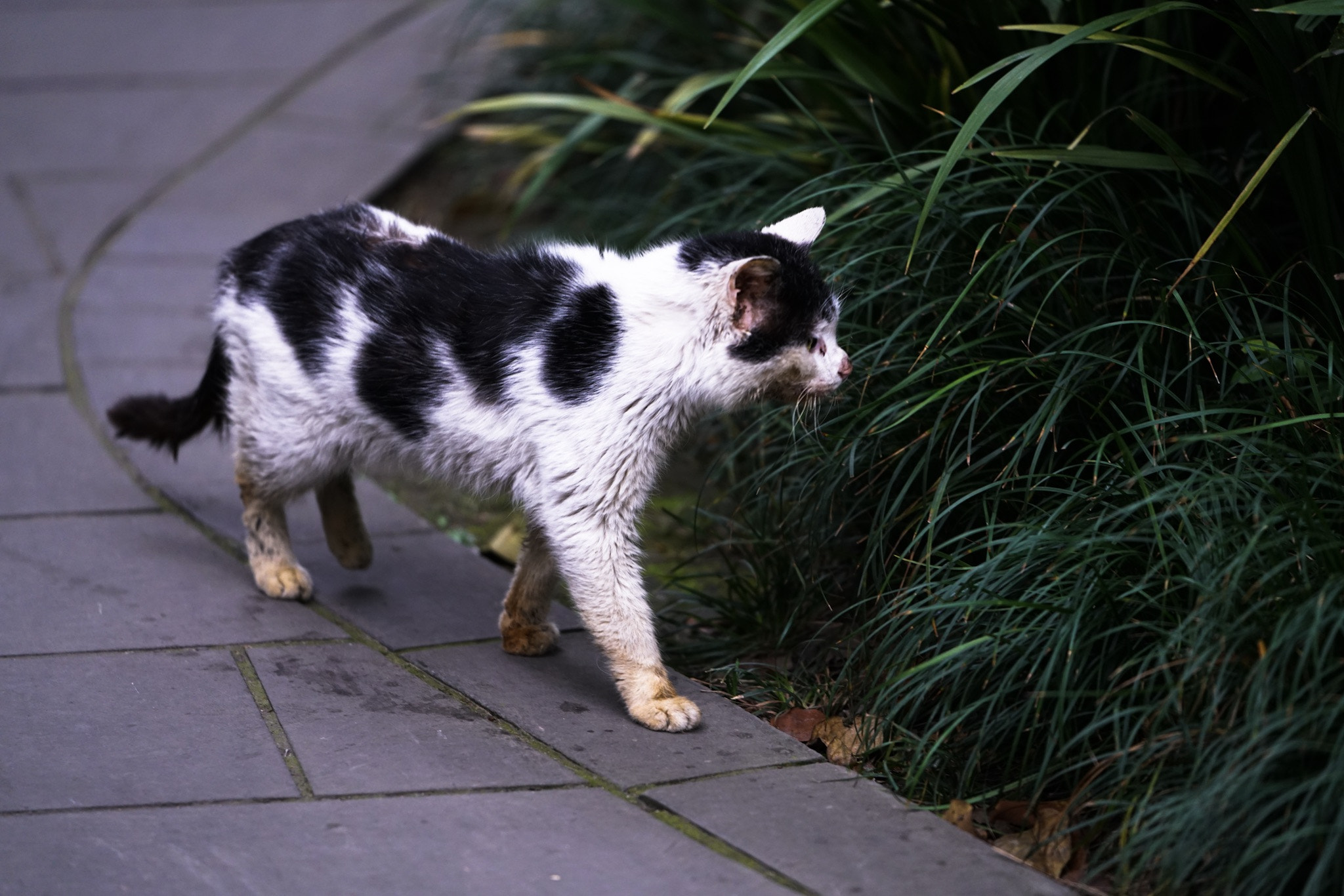 Sony FE 70-200mm F2.8 GM OSS sample photo. Cat photography