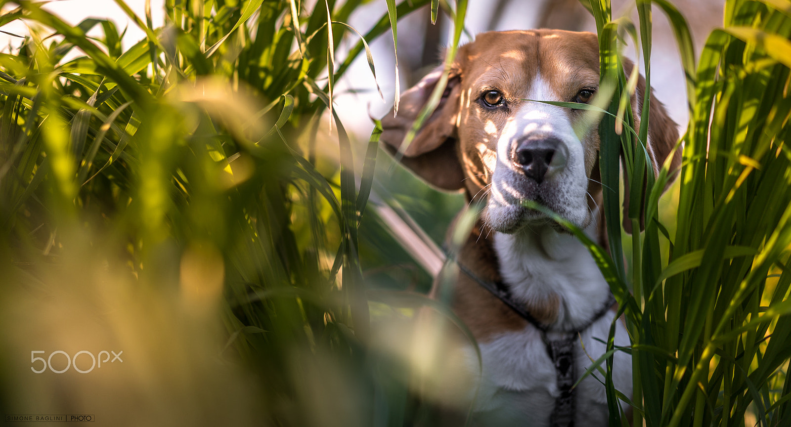 Sony a7S II + Sony Sonnar T* FE 55mm F1.8 ZA sample photo. Spring time in nature photography