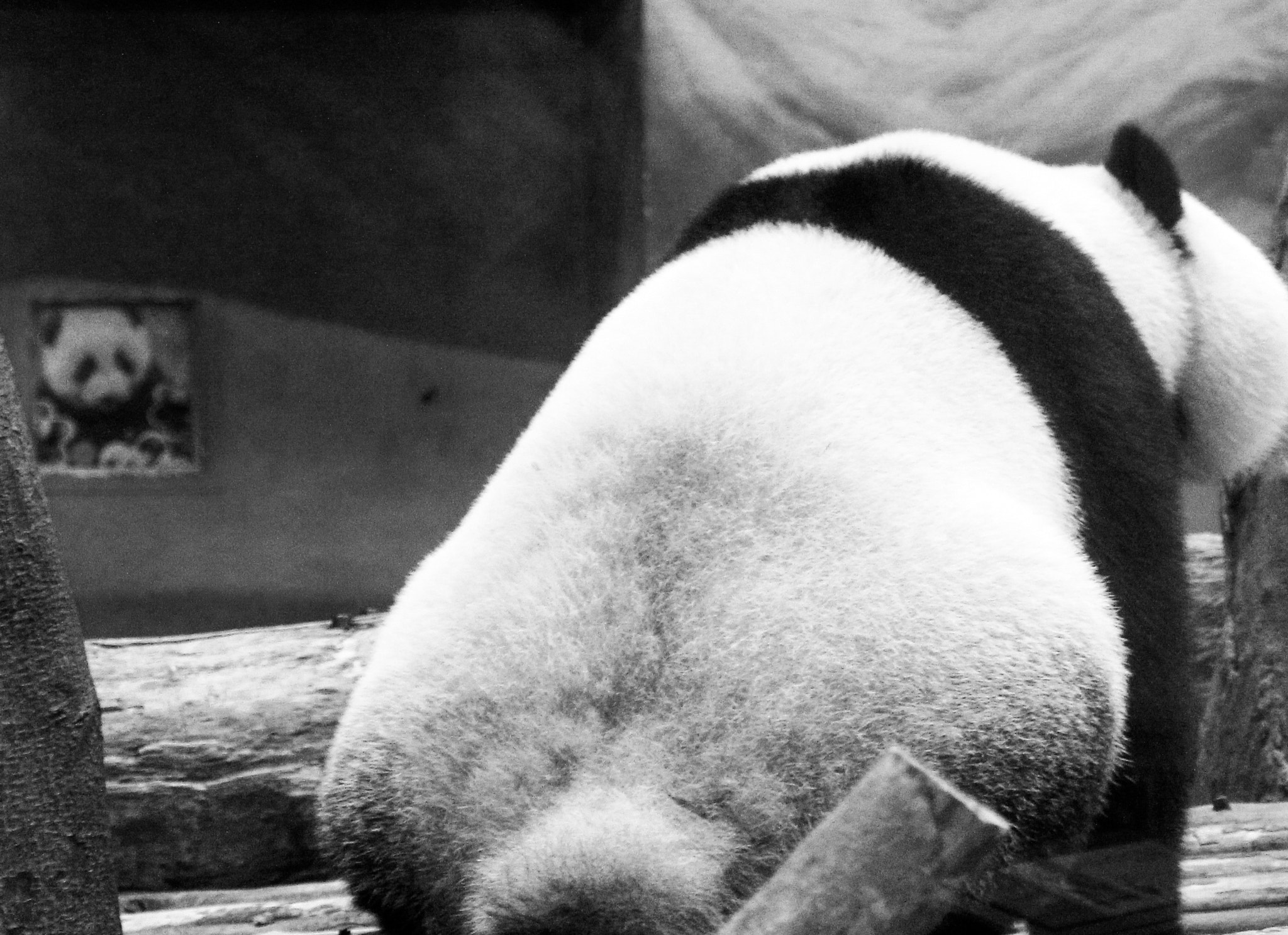 Canon EOS 60D sample photo. A captive panda photography