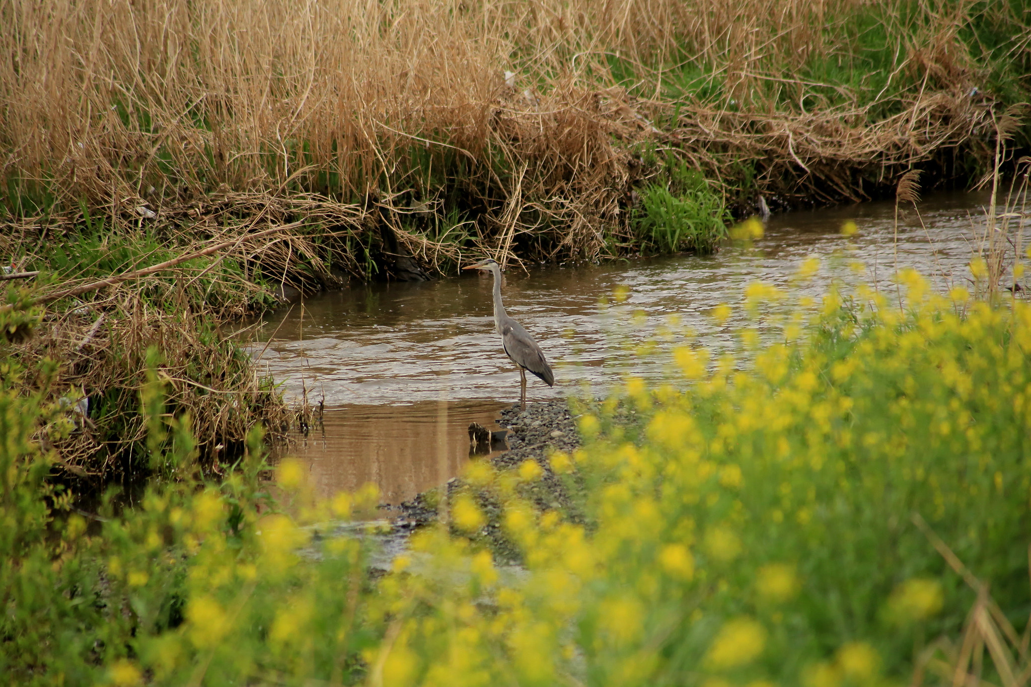 Canon EOS 6D + Canon EF 100-300mm F4.5-5.6 USM sample photo. Heron in the river photography