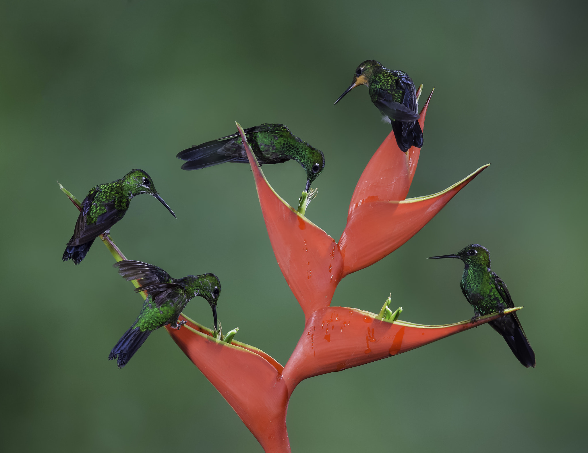Nikon AF-S Nikkor 400mm F2.8G ED VR II sample photo. The hummingbird tree... photography