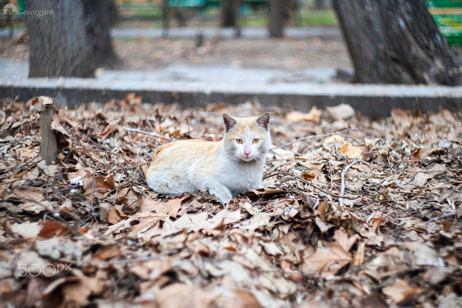 Canon EF 35-80mm f/4-5.6 sample photo. See how i disguised myself photography
