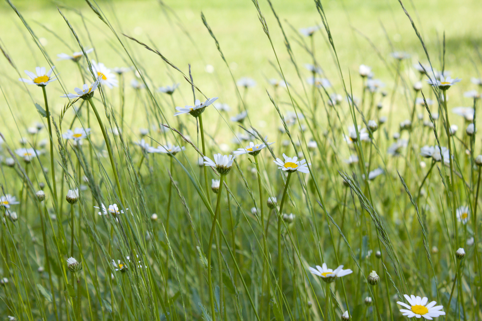 18.00 - 55.00 mm sample photo. Daisies photography