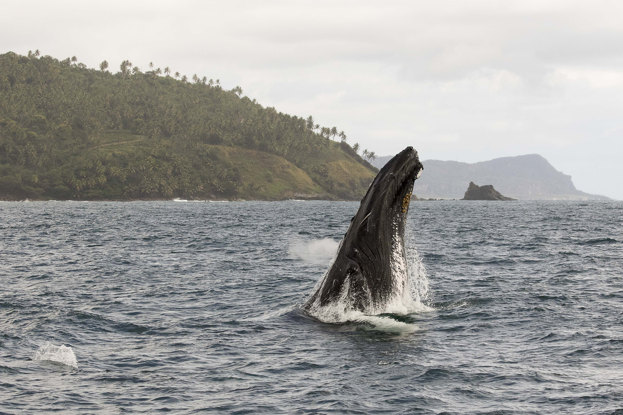 Canon EOS 7D Mark II + Canon EF 70-300mm F4-5.6 IS USM sample photo. Adult humpback chin breaching photography