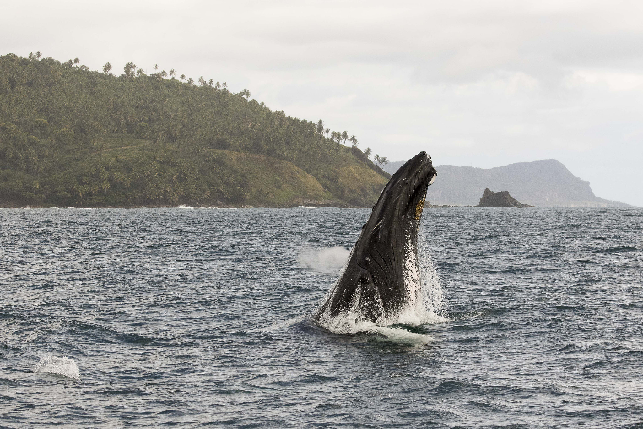 Canon EF 70-300mm F4-5.6 IS USM sample photo. Adult humpback chin breaching photography