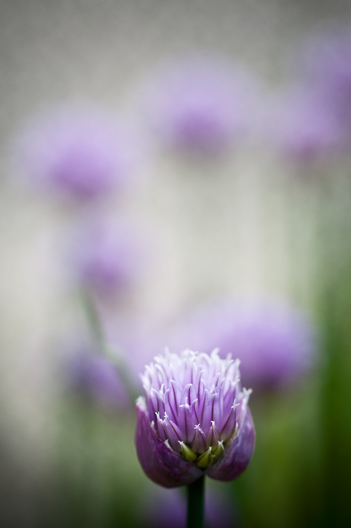 Nikon D5000 sample photo. Life euphoric photography