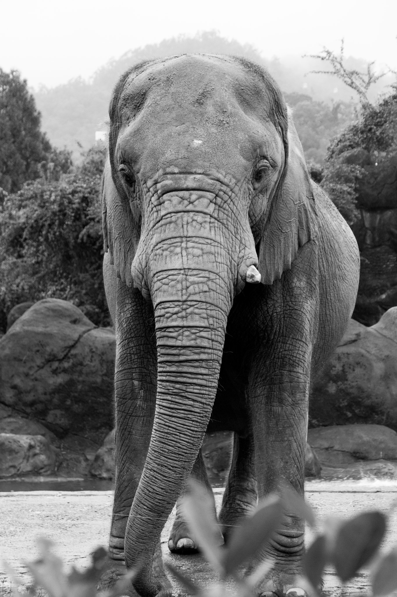 Canon EOS 60D sample photo. A captive elephant photography