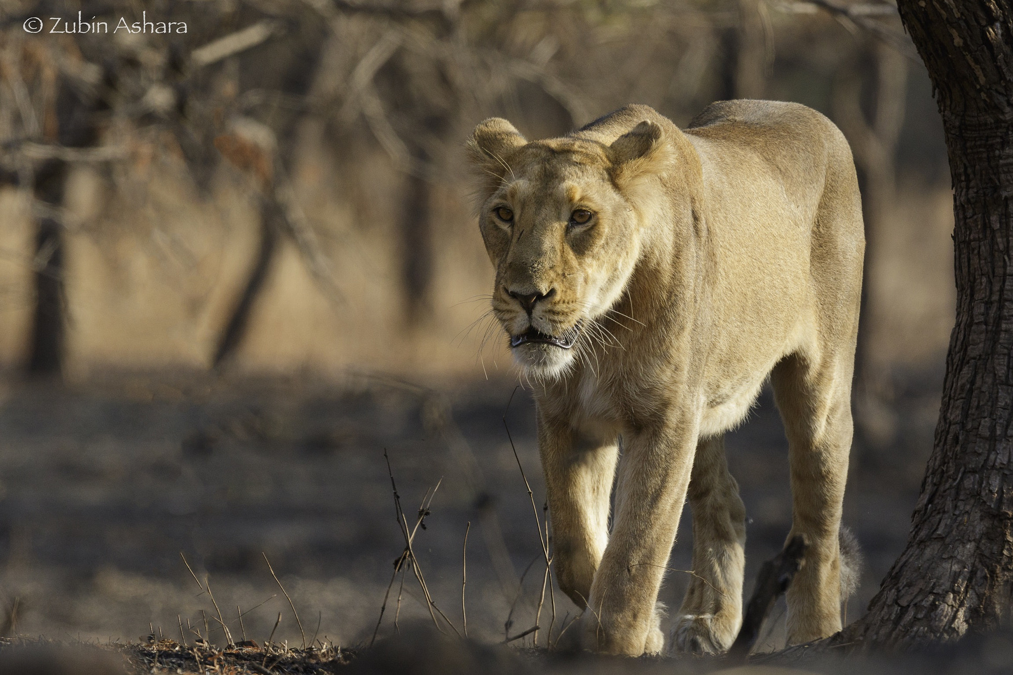 Canon EF 600mm F4L IS II USM sample photo. Asiatic lion photography