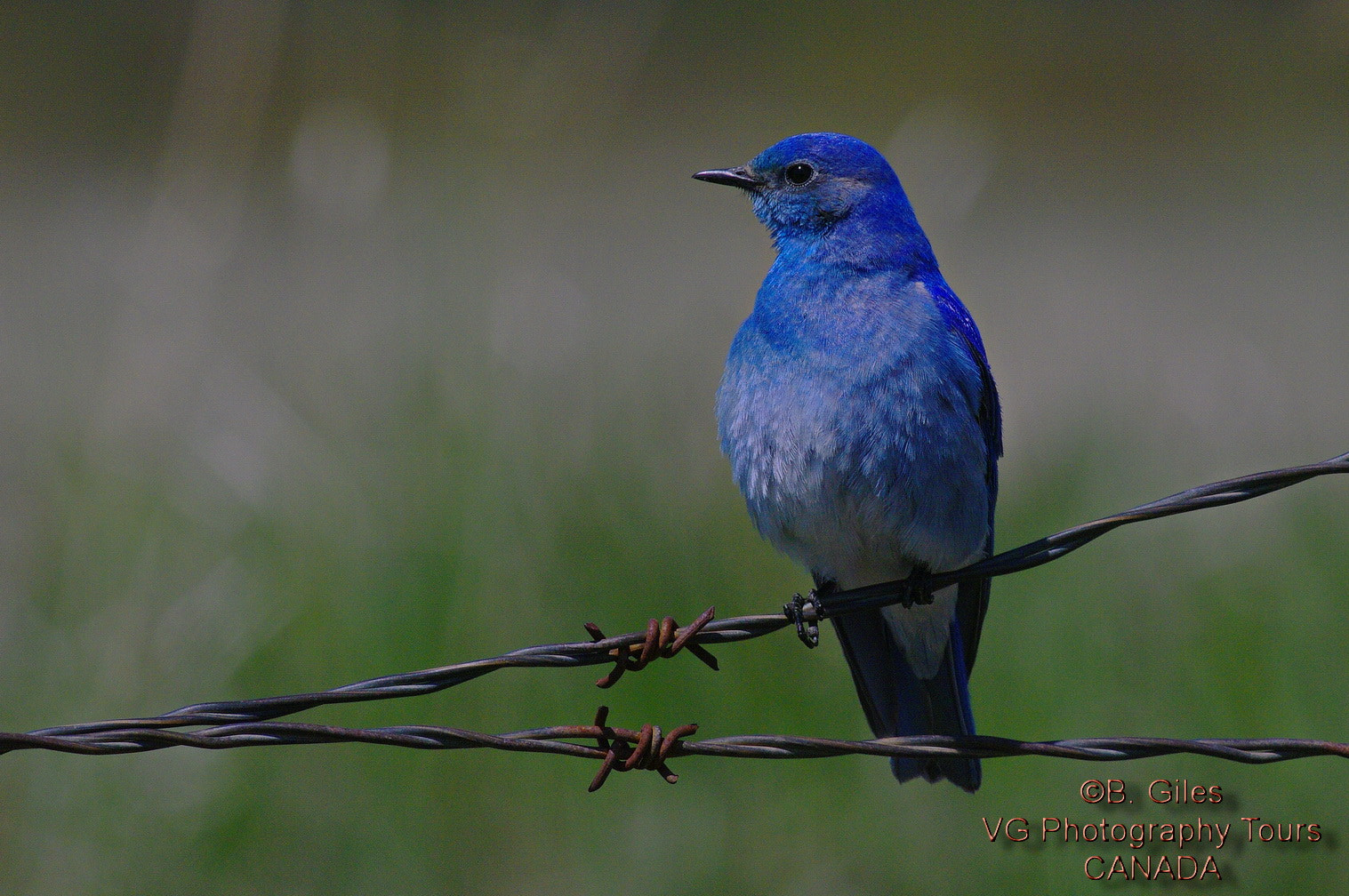 Pentax K20D + A Series Lens sample photo. Blue bird of spring photography