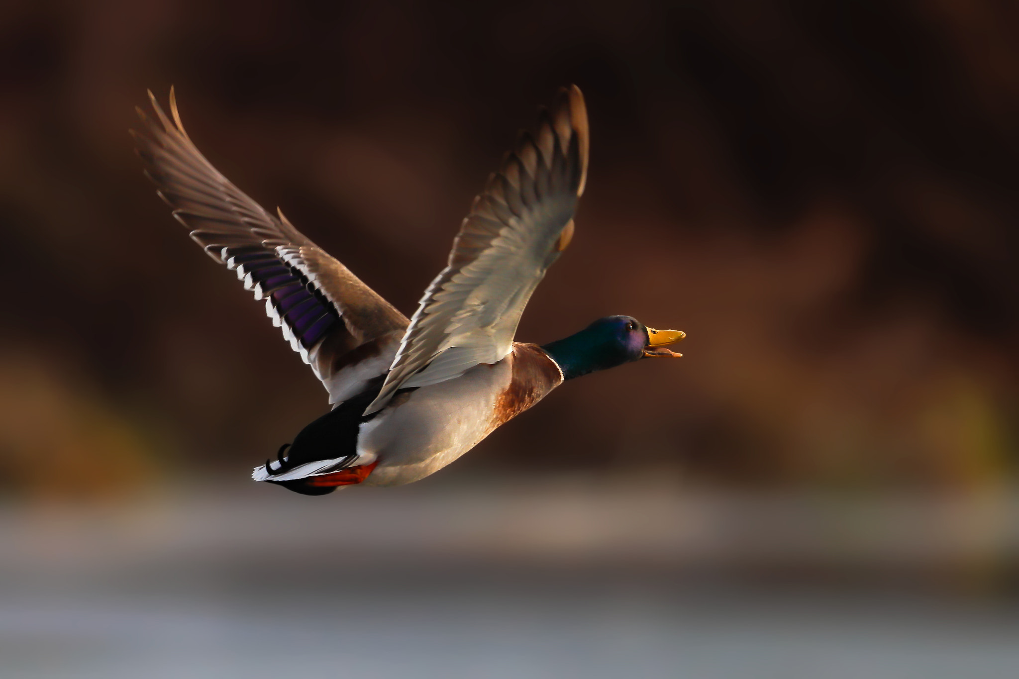 Canon EOS-1D X Mark II + Canon EF 400mm F2.8L IS II USM sample photo. Flying duck..... photography