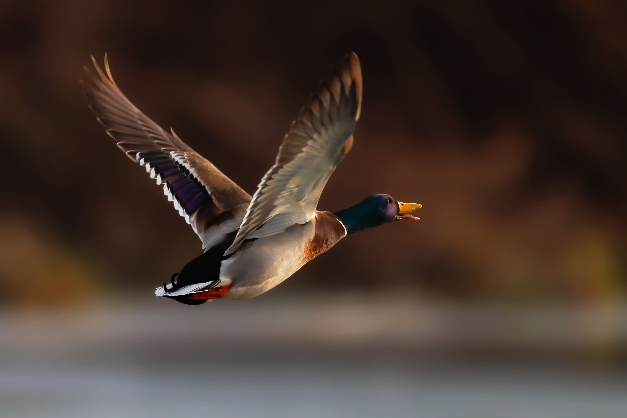 Canon EOS-1D X Mark II sample photo. Flying duck..... photography