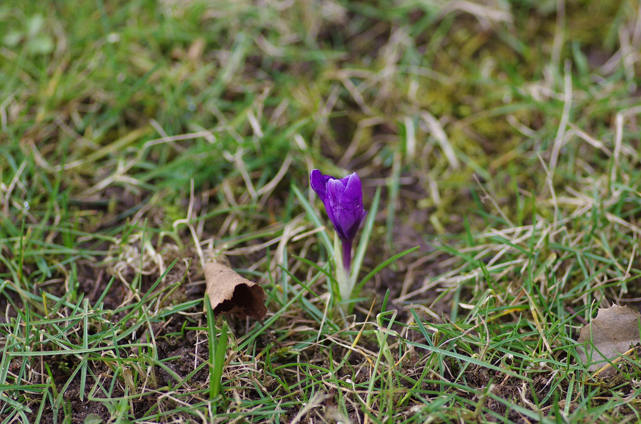 Pentax smc D-FA 100mm F2.8 Macro WR sample photo. Crocus photography