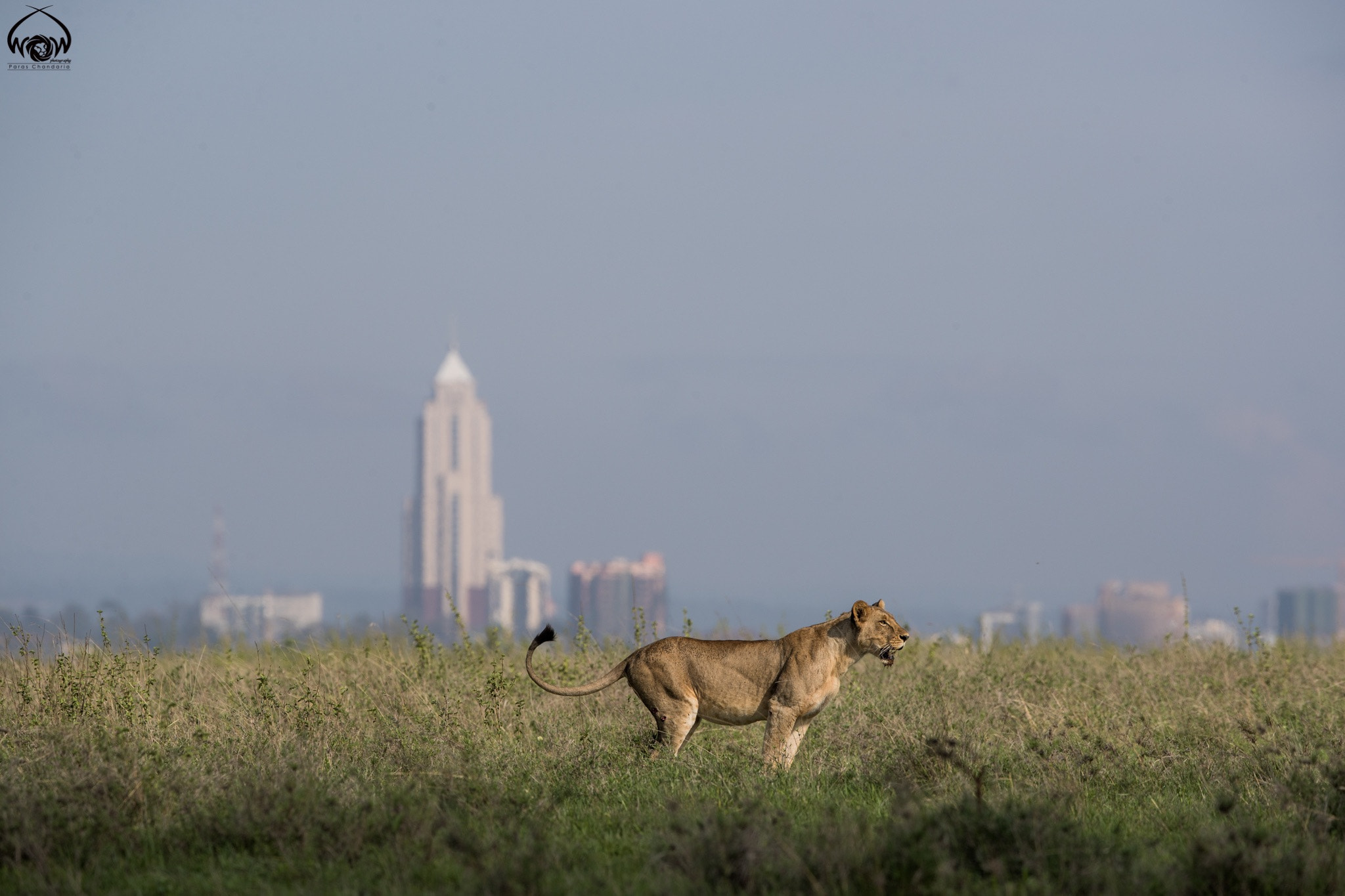 Canon EOS-1D X Mark II sample photo. Nairobi - the city of lions! photography