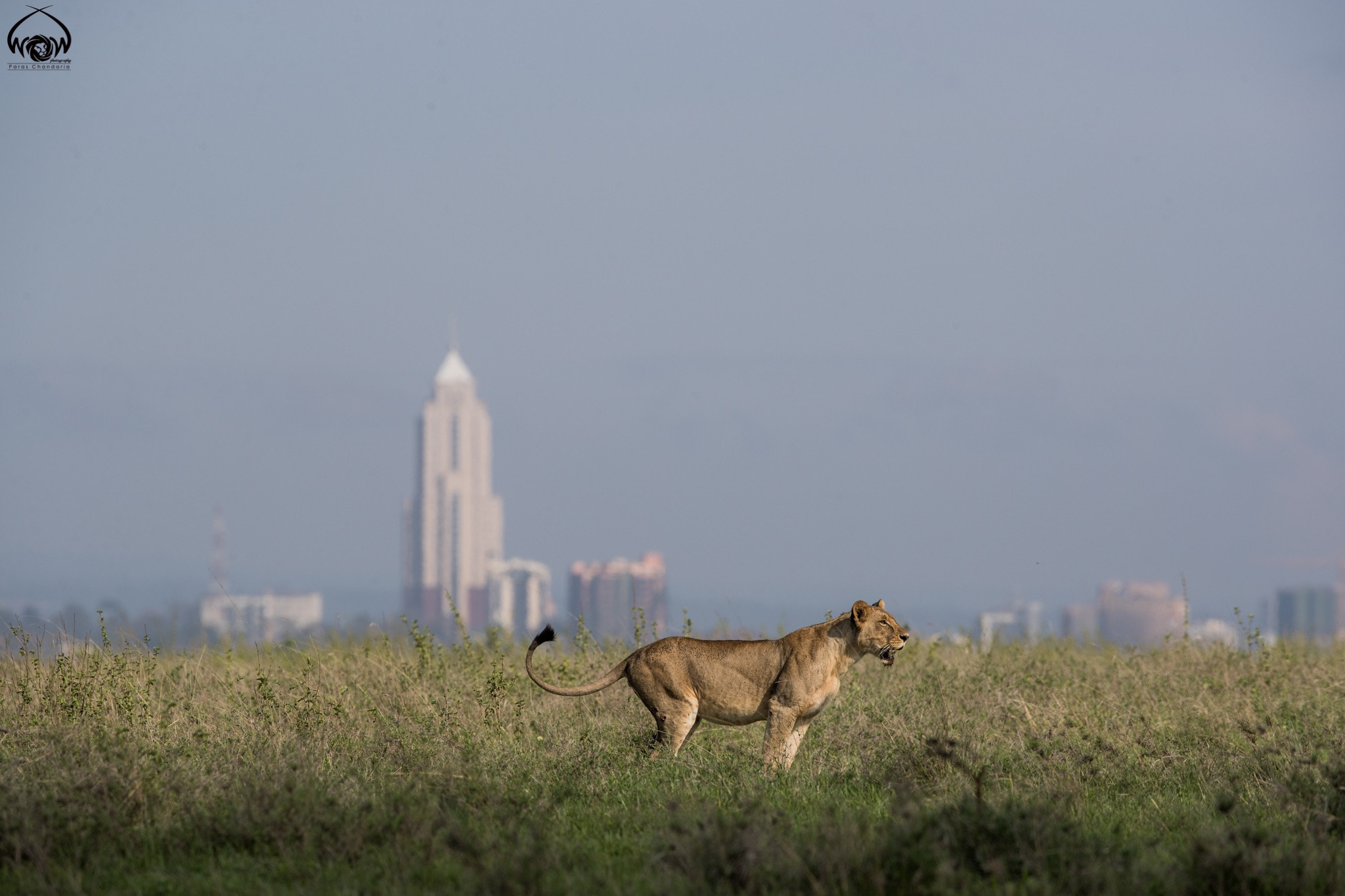 Canon EF 400mm F2.8L IS II USM sample photo. Nairobi - the city of lions! photography