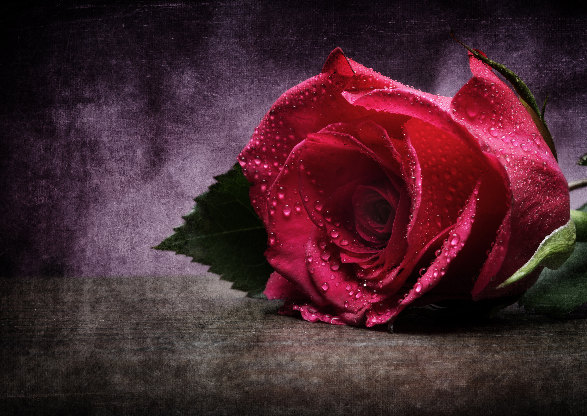 Canon EF 100mm F2.8 Macro USM sample photo. Rose photography