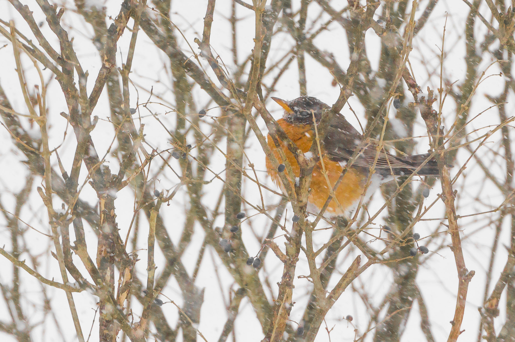 Canon EF 70-300mm F4-5.6L IS USM sample photo. Trying to survive a blizzard photography