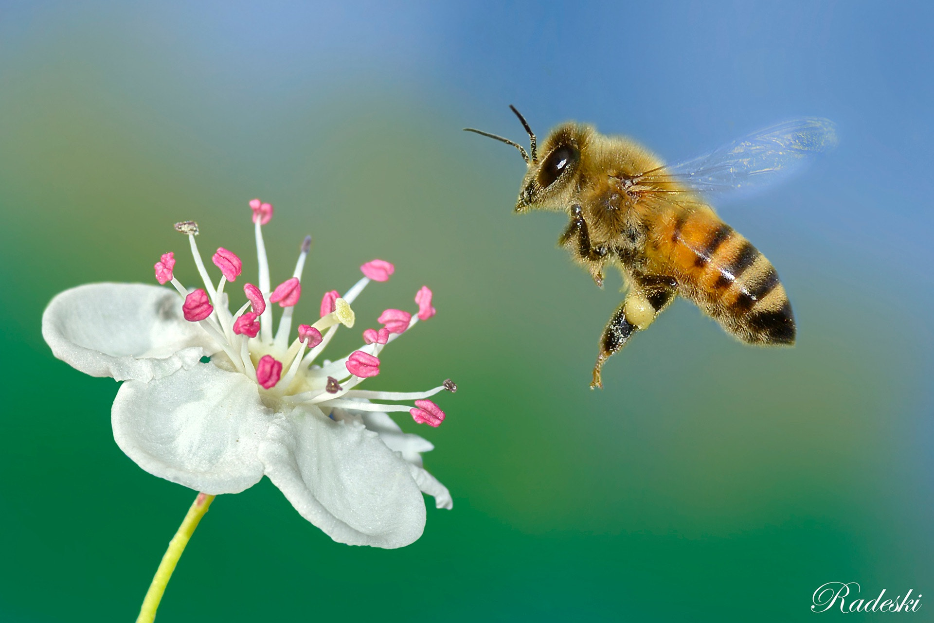 AF Micro-Nikkor 105mm f/2.8 sample photo. Flying bee photography