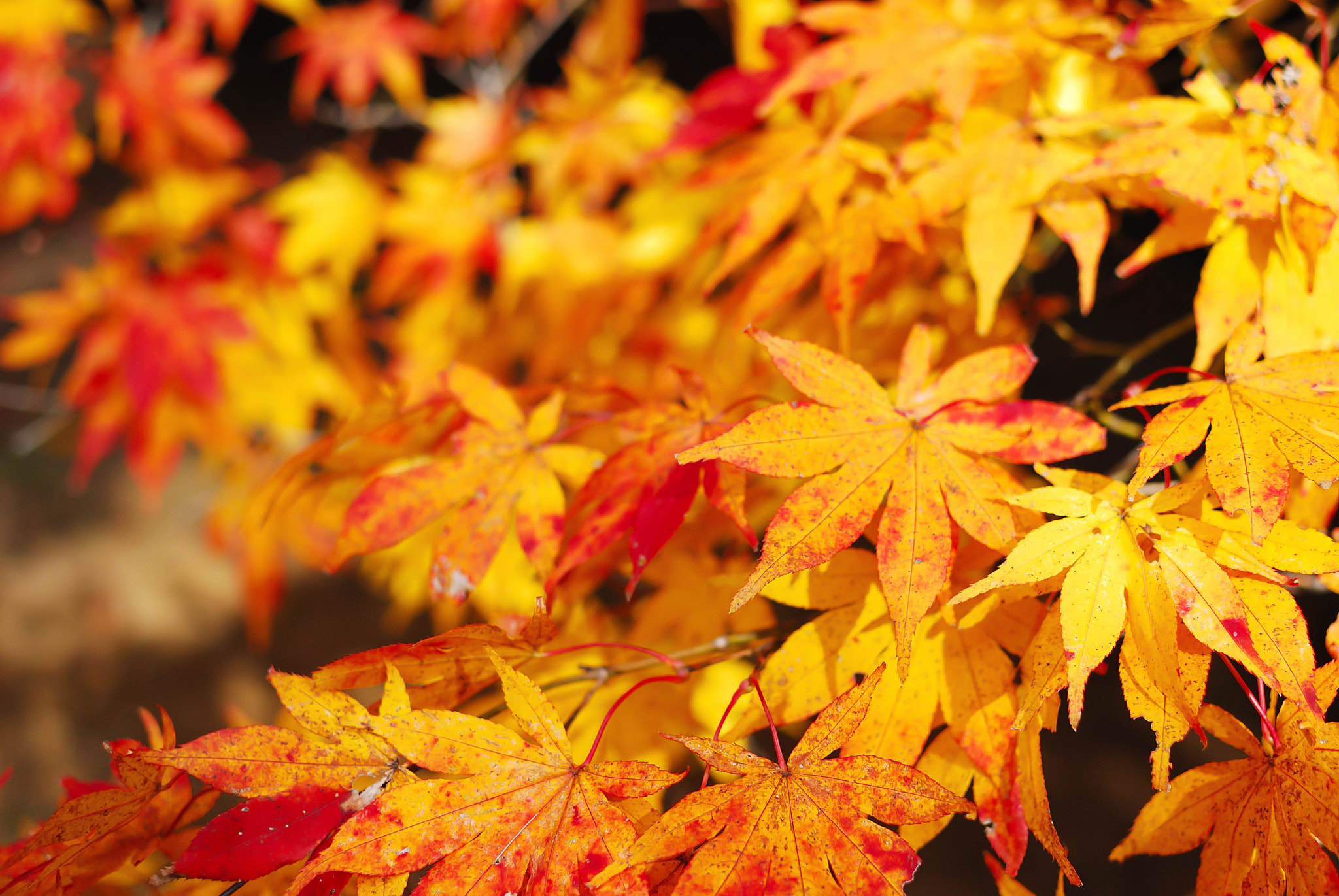 Nikon D80 + Nikon AF-S DX Nikkor 35mm F1.8G sample photo. Autumn foliage photography