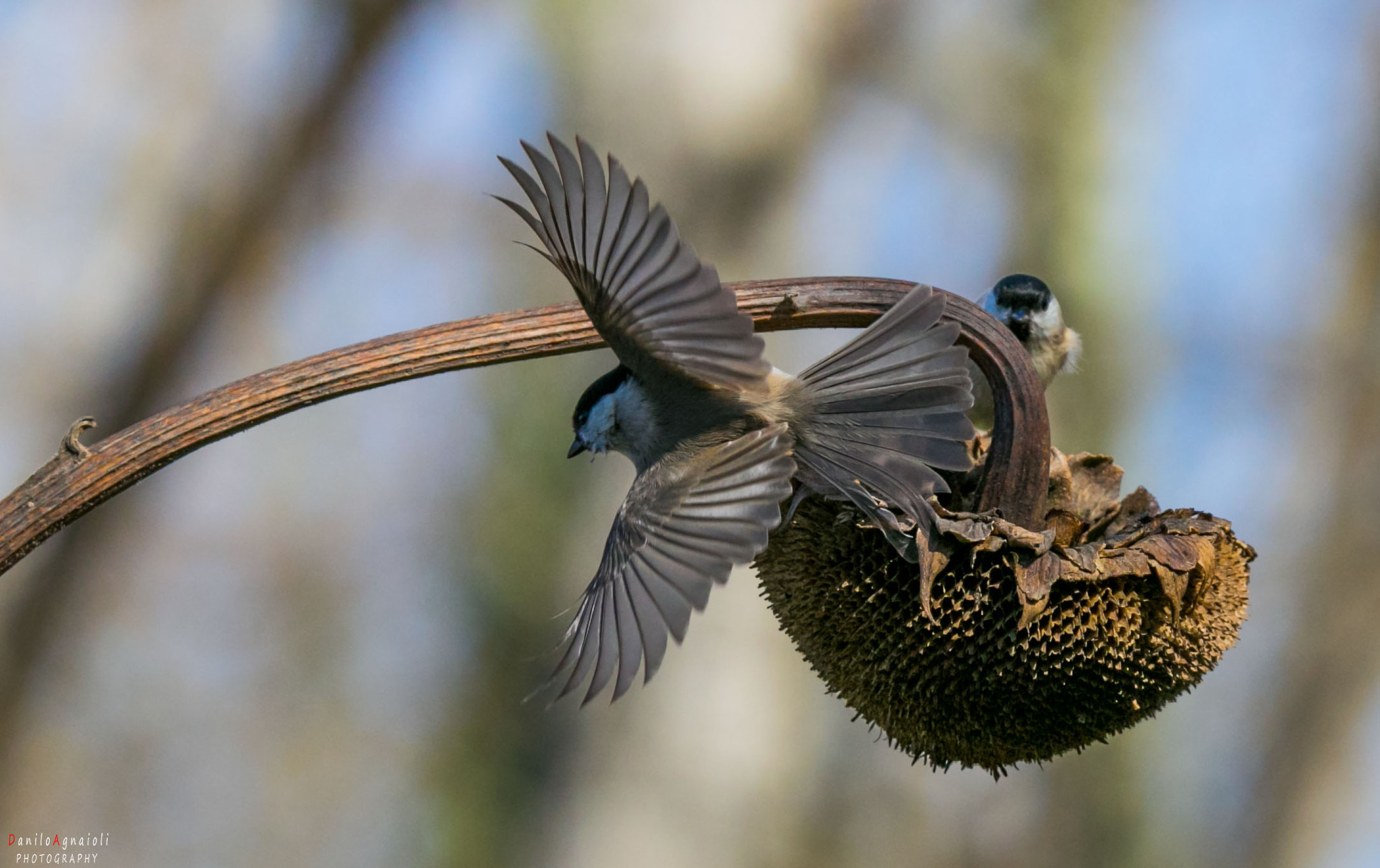 Tamron SP 150-600mm F5-6.3 Di VC USD sample photo. La liberta' di volare. photography