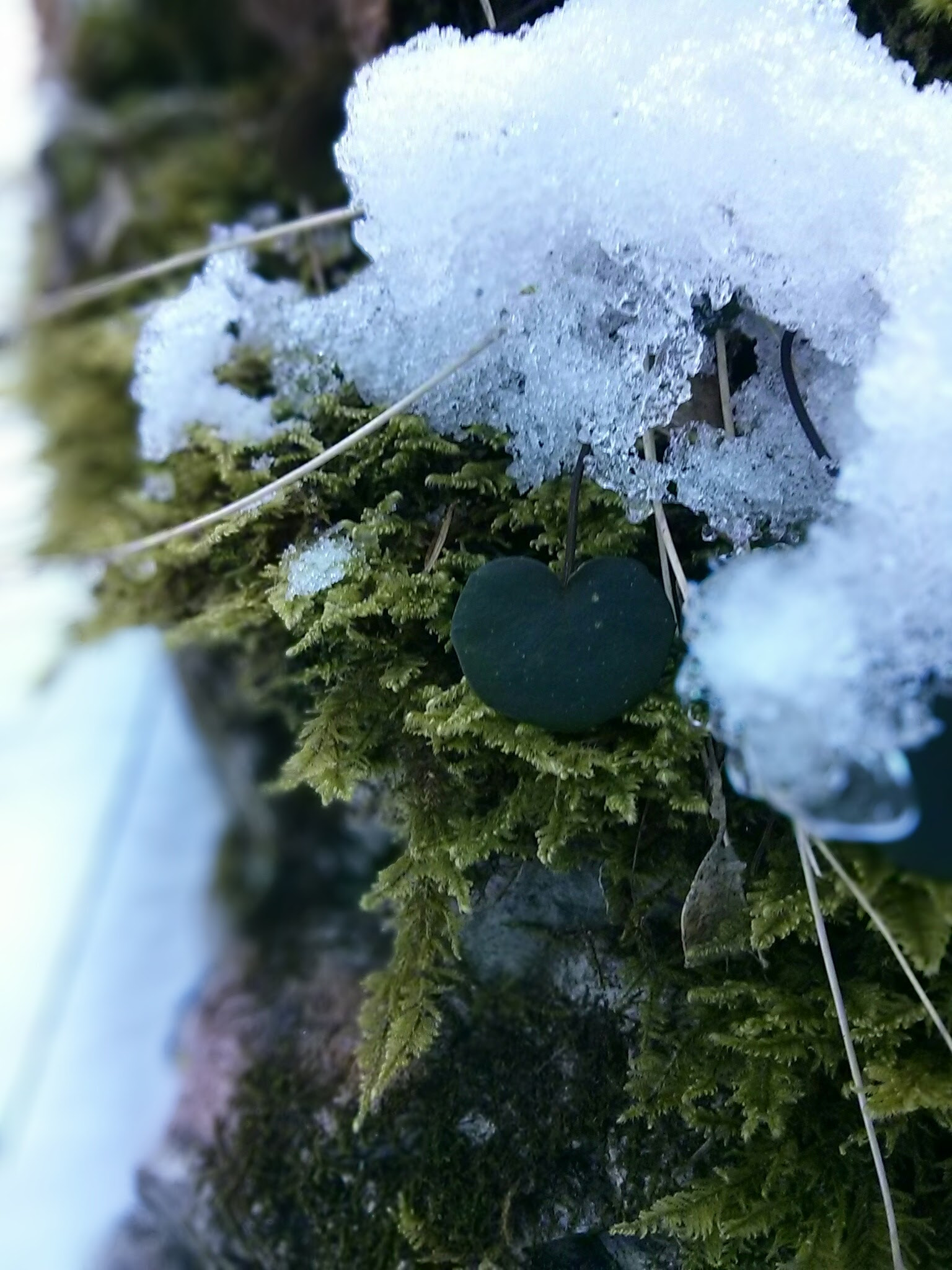 LG Nexus 4 sample photo. Tiny leaf photography