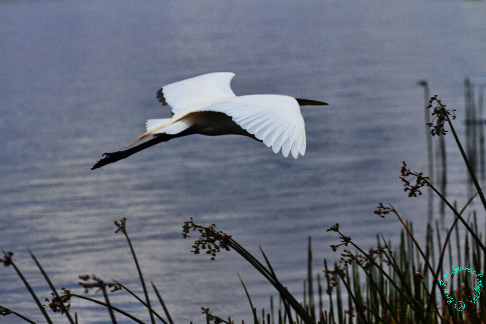 Canon EOS 7D + Canon EF 100-400mm F4.5-5.6L IS II USM sample photo. Great egret fly by photography