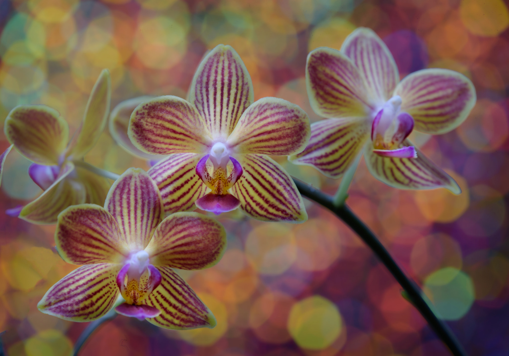 Nikon D750 sample photo. Orchids at play photography