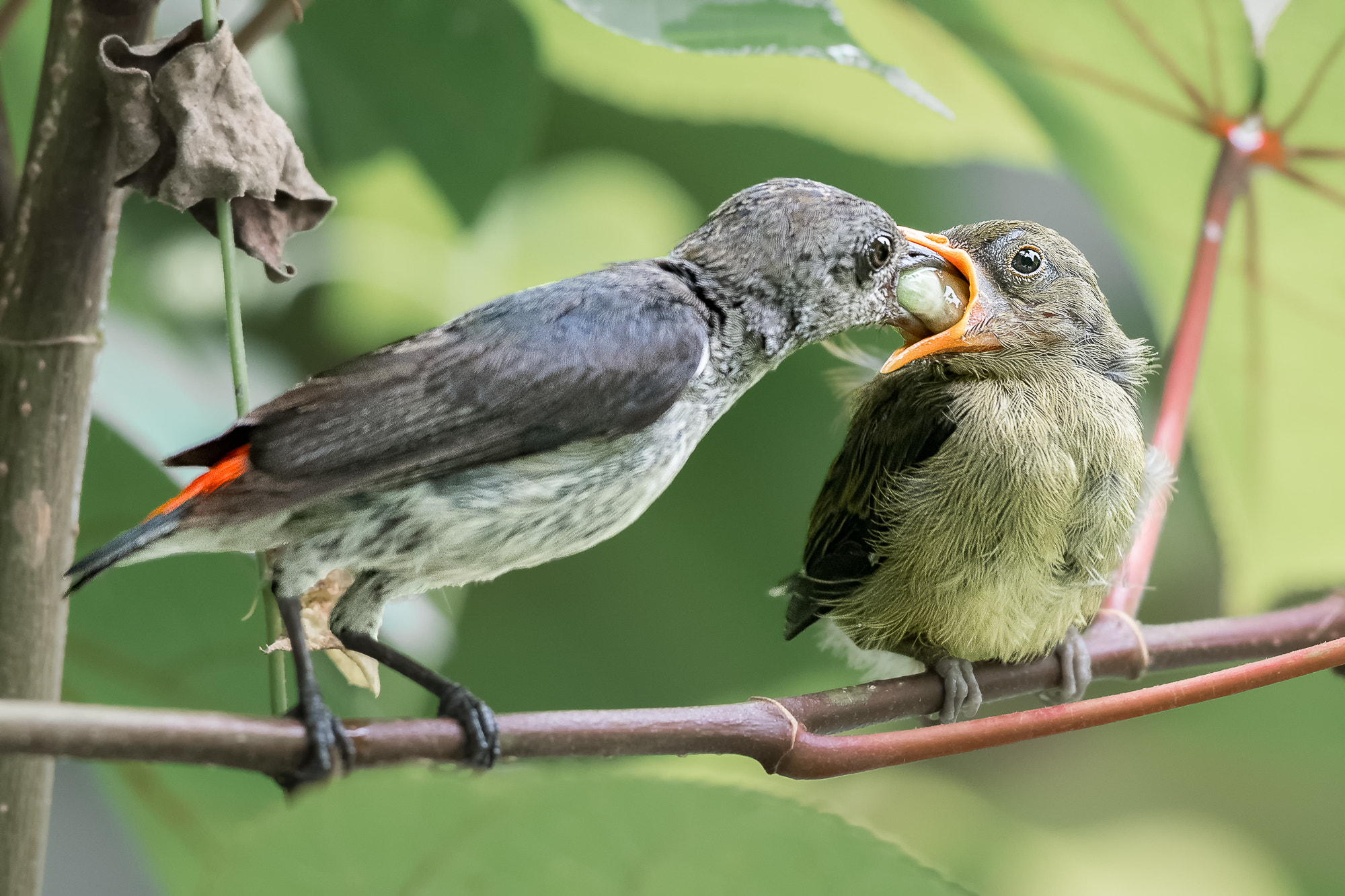 Nikon D500 + Nikon AF-S Nikkor 400mm F2.8E FL ED VR sample photo. Scarlet-backed flowerpecker feeding @ cg photography