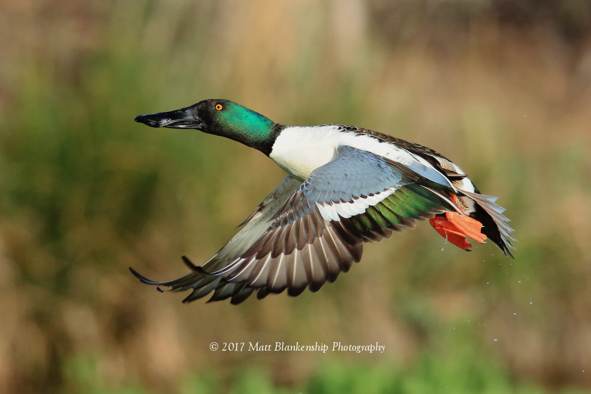 Canon EOS 70D + Sigma 150-500mm F5-6.3 DG OS HSM sample photo. Northern shoveler in flight photography