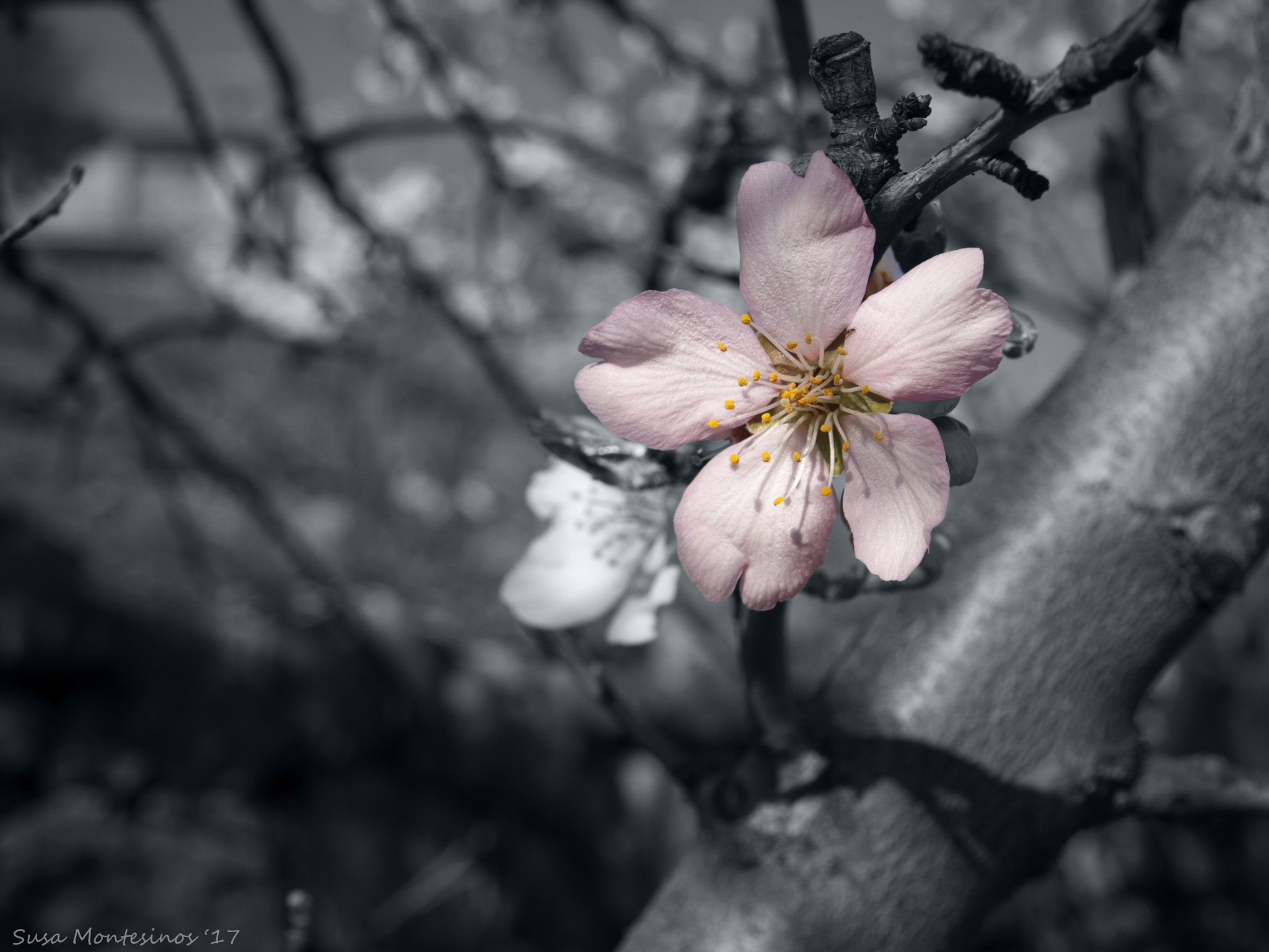 Olympus E-520 (EVOLT E-520) + OLYMPUS 14-42mm Lens sample photo. The first spring's flower photography