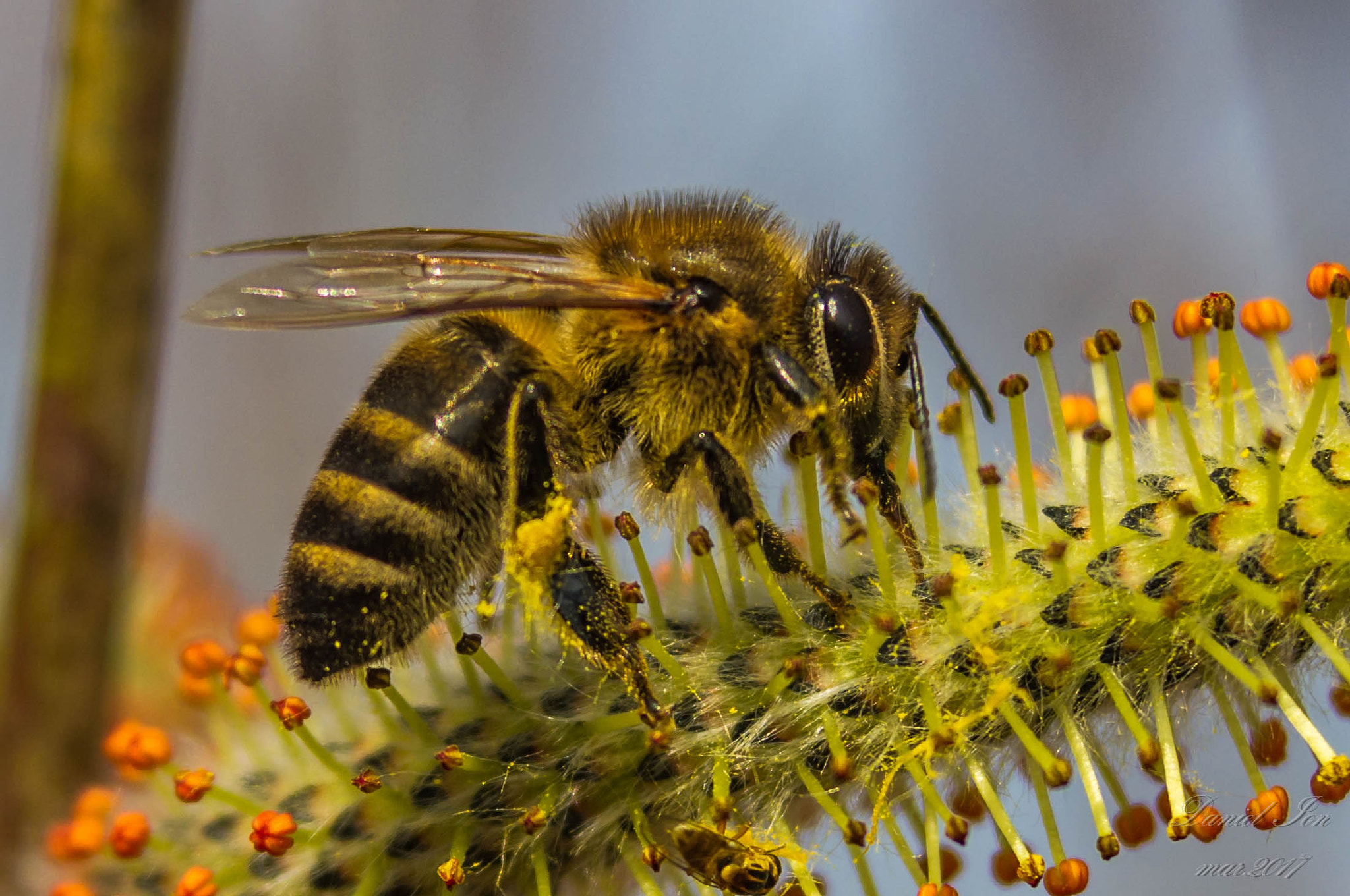 Pentax K-x + Tamron 35-90mm F4 AF sample photo. Bee photography